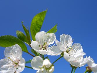 blossoms against the sky representing health and freedom