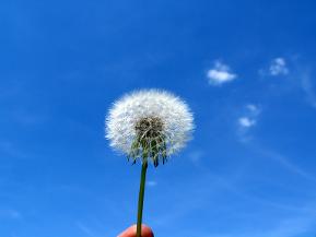 smoke-like freedom image of dandelion  releasing seeds